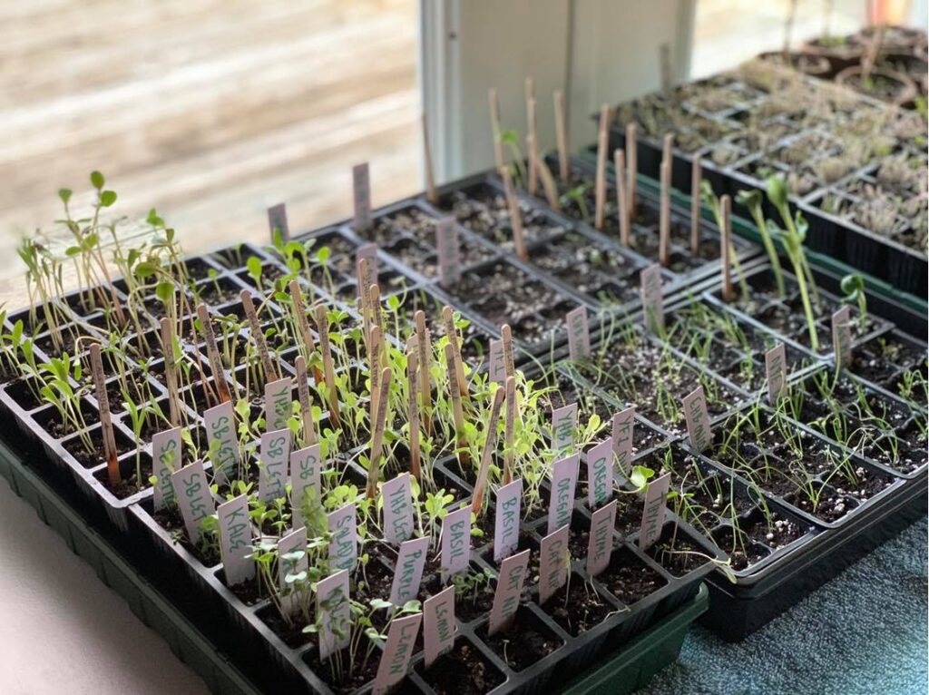 Seedlings