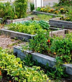garden1